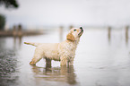 Golden Retriever Puppy