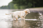 Golden Retriever Puppy