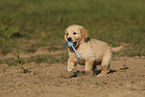 Golden Retriever puppy