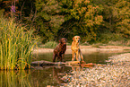 Labrador and Golden Retriever