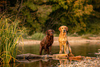 Labrador and Golden Retriever
