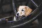 Golden Retriever puppy