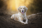 Golden Retriever