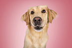 young Golden Retriever