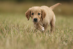 Golden Retriever puppy