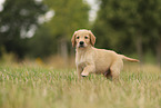 Golden Retriever puppy