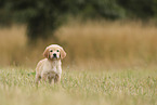 Golden Retriever puppy