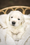 female Golden Retriever