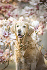female Golden Retriever