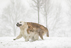 Golden Retriever in the snow