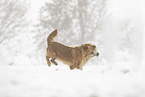 Golden Retriever in the snow