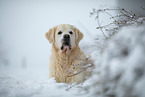 Golden Retriever in the snow