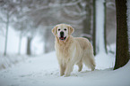 Golden Retriever in the snow