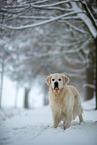 Golden Retriever in the snow