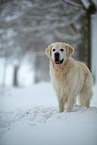 Golden Retriever in the snow