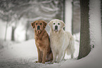 Golden Retriever in the snow