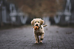 Golden Retriever puppy