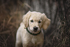 Golden Retriever puppy