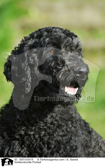 Goldendoodle Portrait / Goldendoodle Portrait / SST-03015