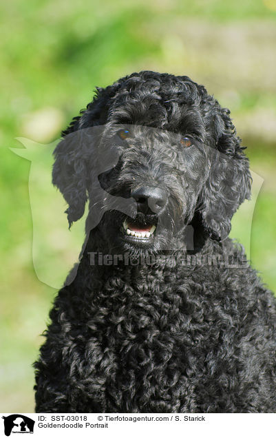 Goldendoodle Portrait / Goldendoodle Portrait / SST-03018