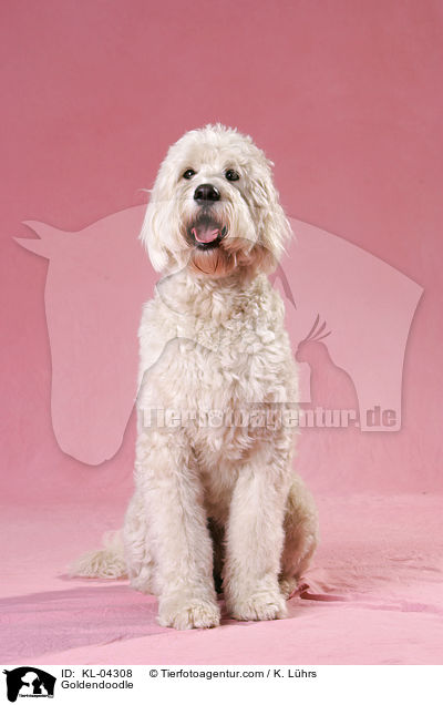 Goldendoodle / Goldendoodle / KL-04308