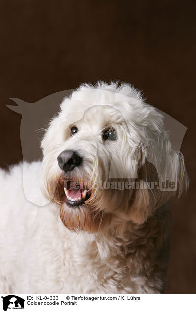 Goldendoodle Portrait / Goldendoodle Portrait / KL-04333