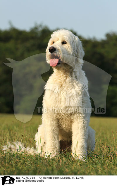 sitzender Goldendoodle / sitting Goldendoodle / KL-07938