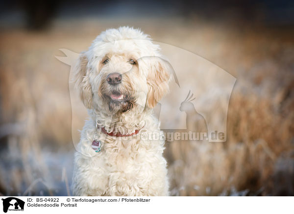 Goldendoodle Portrait / Goldendoodle Portrait / BS-04922