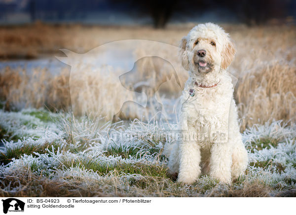 sitzender Goldendoodle / sitting Goldendoodle / BS-04923