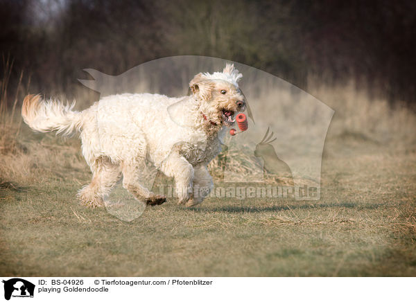 spielender Goldendoodle / playing Goldendoodle / BS-04926