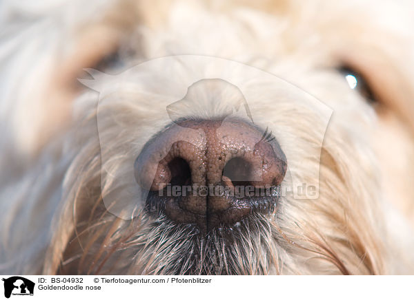 Goldendoodle nose / BS-04932