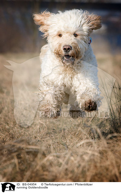 running Goldendoodle / BS-04954