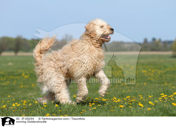 rennender Goldendoodle / running Goldendoodle / IF-09254