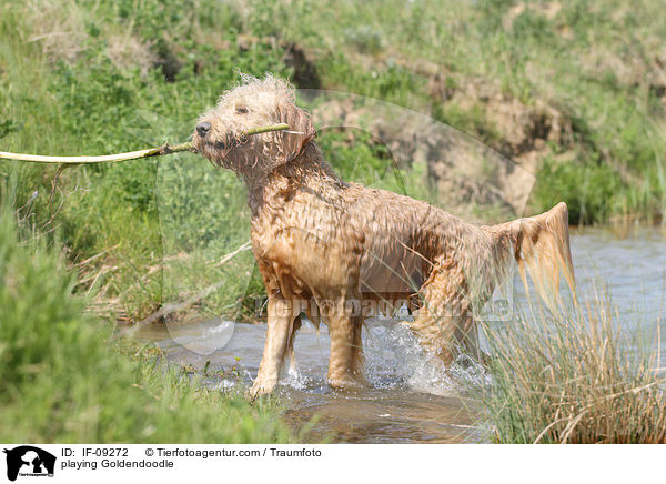 spielender Goldendoodle / playing Goldendoodle / IF-09272