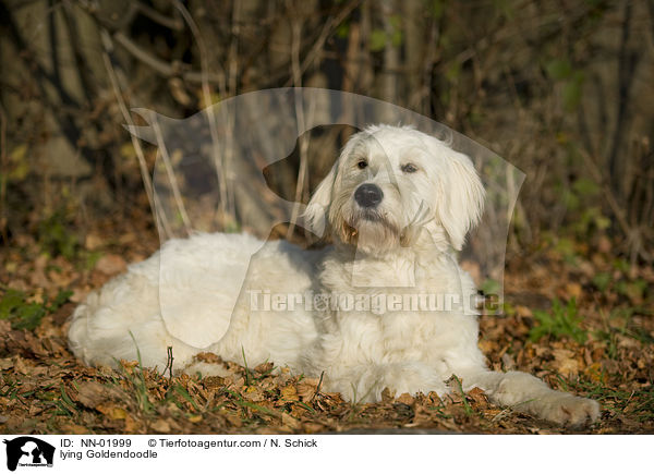liegender Goldendoodle / lying Goldendoodle / NN-01999