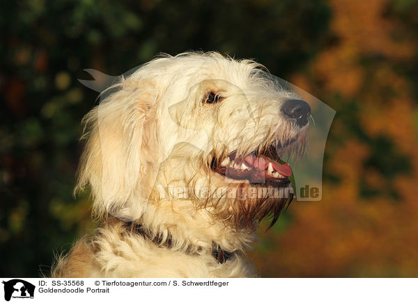 Goldendoodle Portrait / Goldendoodle Portrait / SS-35568