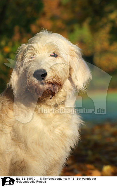 Goldendoodle Portrait / Goldendoodle Portrait / SS-35570