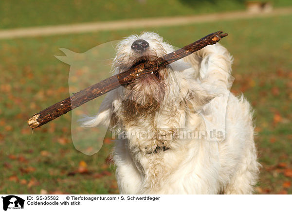 Goldendoodle mit Stock / Goldendoodle with stick / SS-35582