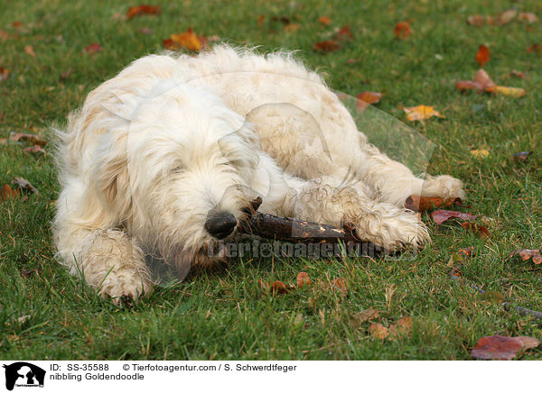 knabbernder Goldendoodle / nibbling Goldendoodle / SS-35588