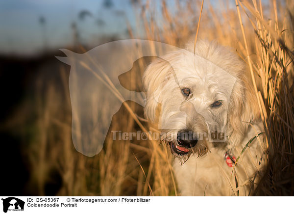 Goldendoodle Portrait / Goldendoodle Portrait / BS-05367