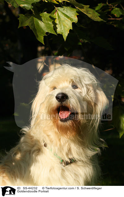 Goldendoodle Portrait / Goldendoodle Portrait / SS-44232