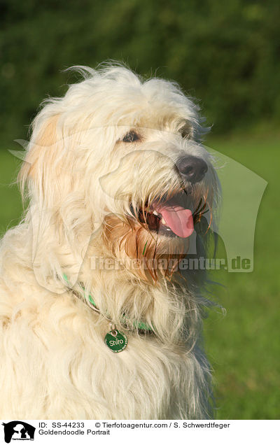 Goldendoodle Portrait / SS-44233