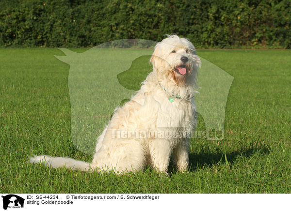 sitzender Goldendoodle / sitting Goldendoodle / SS-44234