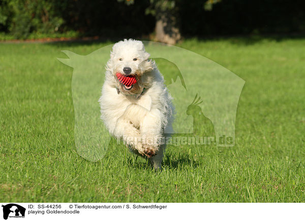 playing Goldendoodle / SS-44256