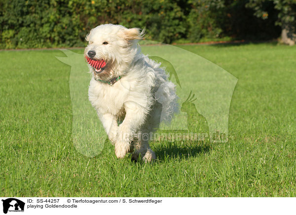 playing Goldendoodle / SS-44257
