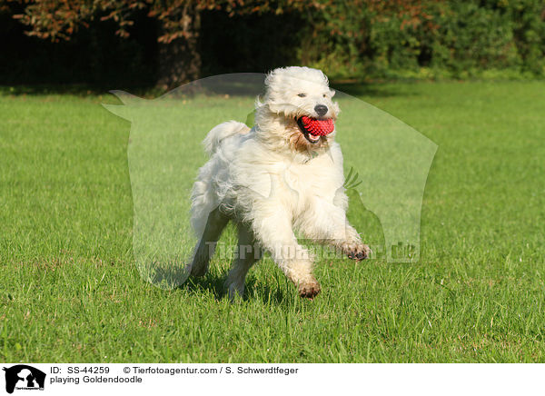 playing Goldendoodle / SS-44259