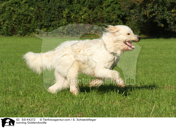 rennender Goldendoodle / running Goldendoodle / SS-44272