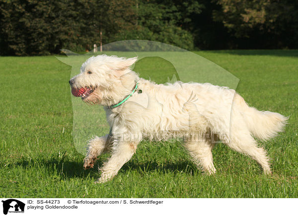 spielender Goldendoodle / playing Goldendoodle / SS-44273