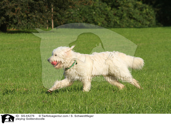 spielender Goldendoodle / playing Goldendoodle / SS-44276