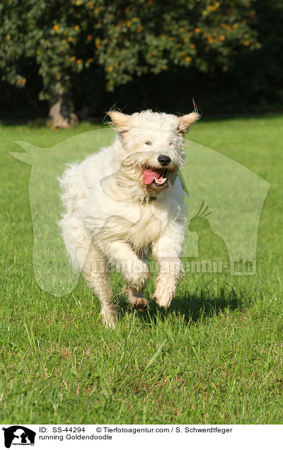 rennender Goldendoodle / running Goldendoodle / SS-44294